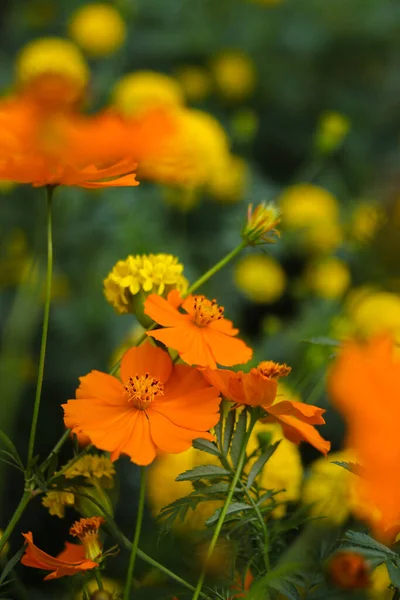 Hermosas Flores Naranjas Cosmos Con Hojas Verdes Están Floreciendo Jardín — Foto de Stock