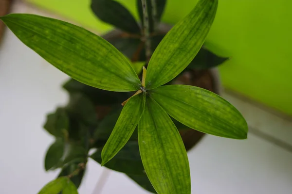 Γκρο Πλαν Άποψη Του Dewdrops Πράσινα Φύλλα Taro Πρωί — Φωτογραφία Αρχείου