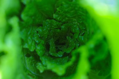 Çin lahana dokusuna yakından bak. Taze yeşil Çin lahanası ya da sabah tarlada Napa lahanası Endonezyalı yerel çiftçiler tarafından hasat edilmeye hazır..