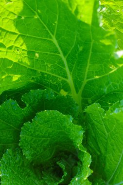 Çin lahana dokusuna yakından bak. Taze yeşil Çin lahanası ya da sabah tarlada Napa lahanası Endonezyalı yerel çiftçiler tarafından hasat edilmeye hazır..