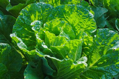 Taze yeşil Çin lahanası ya da sabah tarlada Napa lahanası Endonezyalı yerel çiftçiler tarafından hasat edilmeye hazır..