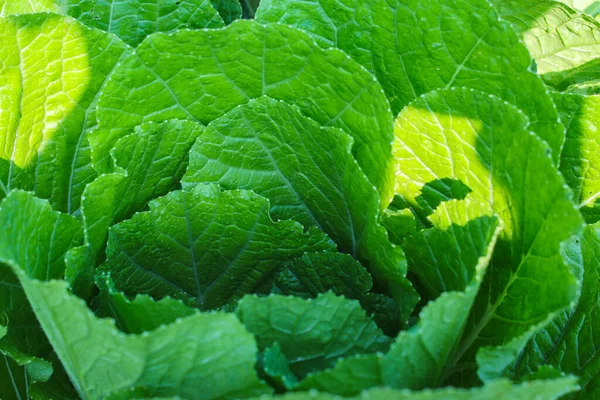 Close View Chinese Cabbage Texture Fresh Green Chinese Cabbage Napa — Stock Photo, Image