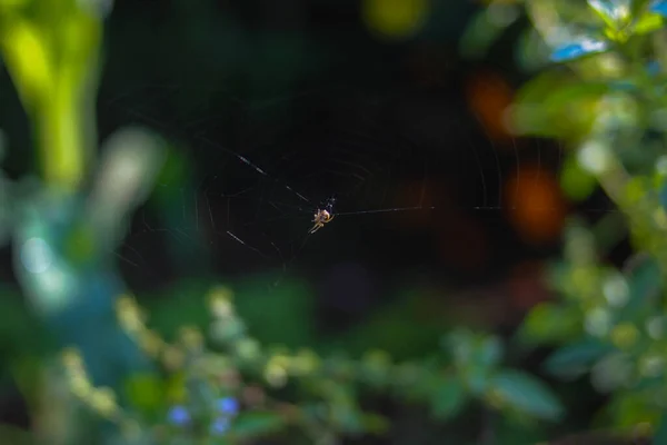 Una Araña Está Haciendo Una Telaraña Jardín Con Fondo Verde — Foto de Stock