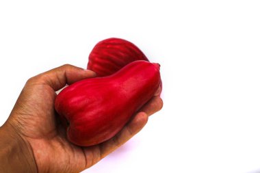 Jambu Bol aynı zamanda Malay kırmızı gül elması (Syzygium Malakcense) ya da Jambu Jamaica olarak da bilinir.