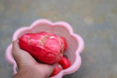 Jambu Bol ayrıca Malay kırmızı gül elması (Syzygium Malakcense) veya Jambu Jamaica olarak da bilinir.