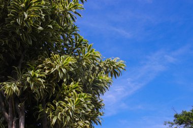 Güzel süs bitkisi yaprakları ve açık mavi gökyüzü arkaplanı. Dracaena reflexa, Hindistan 'ın şarkısı veya Jamaika' nın şarkısı olarak adlandırılan, Madagaskar, Mozambik, Mauritius 'a özgü bir ağaçtır..