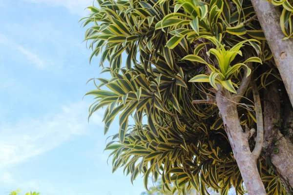 Schöne Dekorative Zimmerpflanze Blätter Mit Einem Klaren Blauen Himmel Hintergrund — Stockfoto
