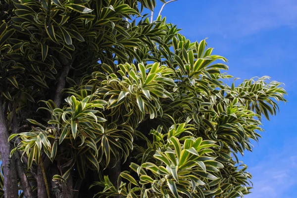 Piękne Ozdobne Liście Roślin Domowych Jasnym Tle Niebieskiego Nieba Dracaena — Zdjęcie stockowe