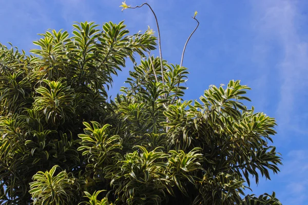 澄んだ青空を背景に美しい観葉植物が葉します インドの歌やジャマイカの歌と呼ばれるドラセナ反射音は モザンビーク マダガスカル モーリシャス原産の木である — ストック写真