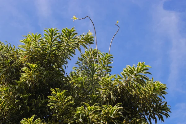 Belas Folhas Plantas Ornamentais Com Fundo Céu Azul Claro Dracaena — Fotografia de Stock
