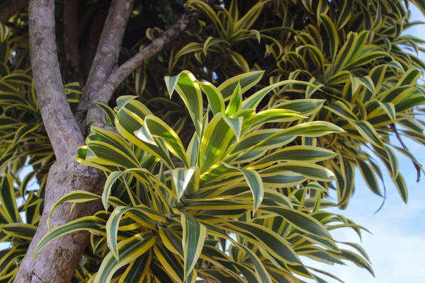 Belas Folhas Plantas Ornamentais Com Fundo Céu Azul Claro Dracaena — Fotografia de Stock