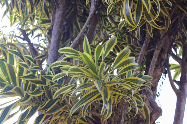 澄んだ青空を背景に美しい観葉植物が葉します インドの歌やジャマイカの歌と呼ばれるドラセナ反射音は モザンビーク マダガスカル モーリシャス原産の木である — ストック写真