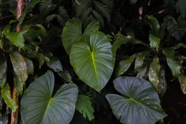 Güzel yağmur ormanları vahşi bitki arka planı