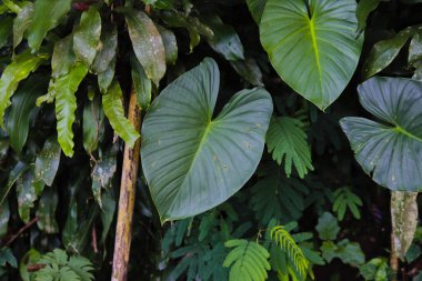 Güzel yağmur ormanları vahşi bitki arka planı