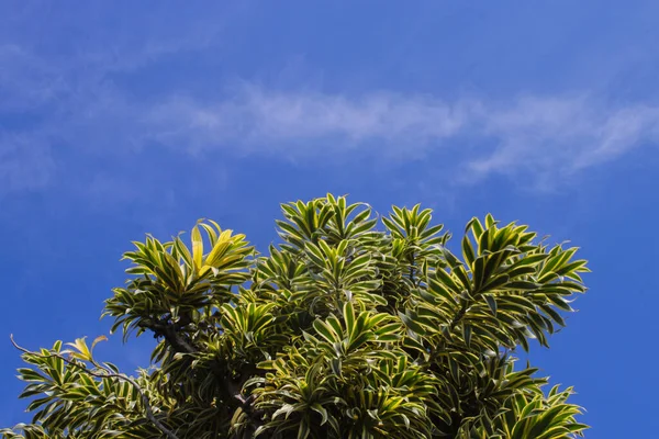 美丽的室内装饰植物叶子 蓝天背景清晰 德拉卡纳 Dracaena 是一种原产于莫桑比克 马达加斯加 毛里求斯的树 俗称印度歌曲或牙买加歌曲 — 图库照片