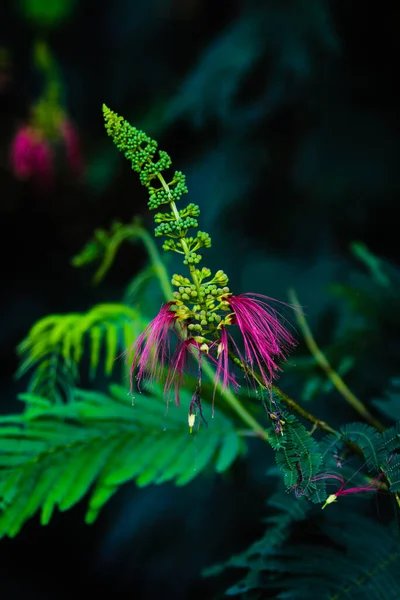 Calliandra Calothyrsus Com Botões Flores Abertas Sua Também Conhecida Como — Fotografia de Stock