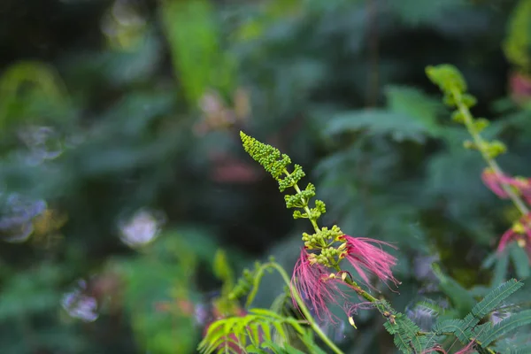 Calliandra Calothyrsus Poupaty Otevřenými Květy Jeho Také Známý Jako Anneslea — Stock fotografie