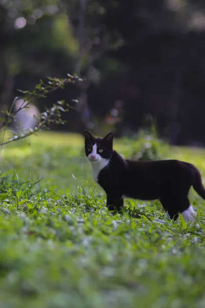 Söt Svart Och Vit Katt Trädgården Tittar Kameran — Stockfoto