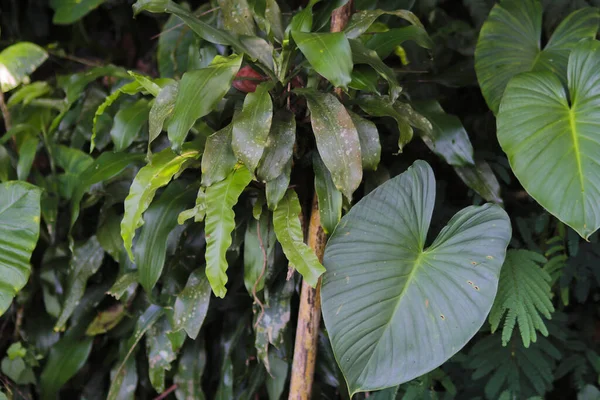 Schöne Regenwald Wildpflanze Hintergrund — Stockfoto