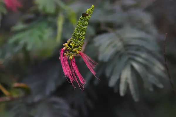 산드라 칼리오 수스는 꽃봉오리와 있습니다 Aneslea Acapulcensis Britton Rose Calliandra — 스톡 사진