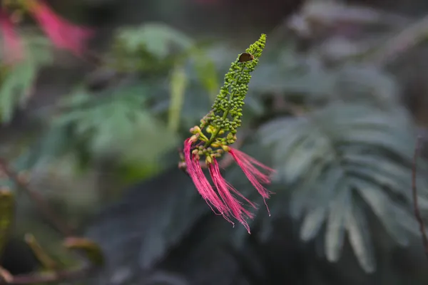 산드라 칼리오 수스는 꽃봉오리와 있습니다 Aneslea Acapulcensis Britton Rose Calliandra — 스톡 사진