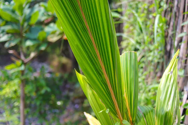 Vista Close Folha Palma Verde Com Fundo Embaçado — Fotografia de Stock