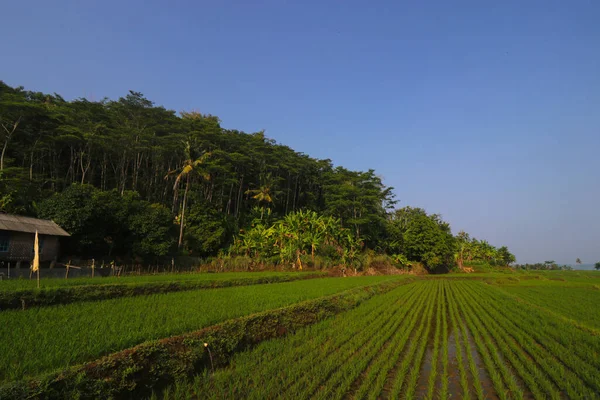 Sabah Açık Mavi Gökyüzü Olan Pirinç Tarlaları Loji Sahilleri Sukabumi — Stok fotoğraf