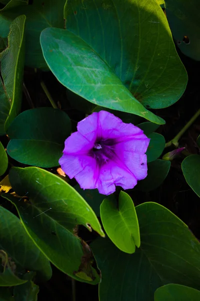 Фиолетовый Цветок Утренней Славы Зелеными Листьями — стоковое фото