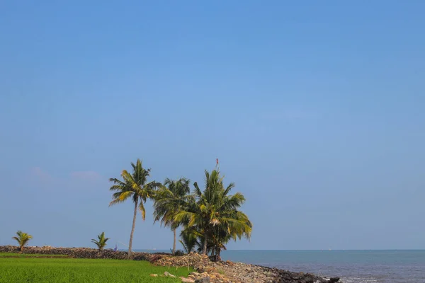 Ladang Padi Dengan Langit Biru Cerah Dan Pohon Kelapa Pagi — Stok Foto