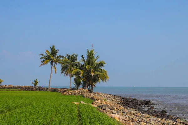 Rice Fields Clear Blue Sky Coconut Tree Morning Loji Beach — Stock Photo, Image