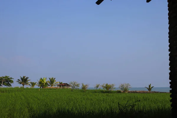 Рисовые Поля Чистым Голубым Небом Кокосовым Деревом Утром Возле Пляжа — стоковое фото