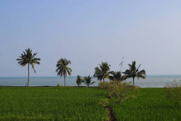 印度尼西亚苏卡布米洛吉海滩附近的稻田 早上有晴朗的蓝天和椰子树 — 图库照片