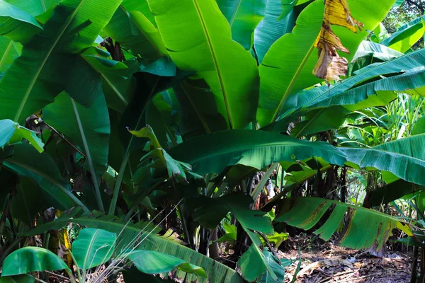 바나나 정원에 바나나가 자취를 남긴다 — 스톡 사진