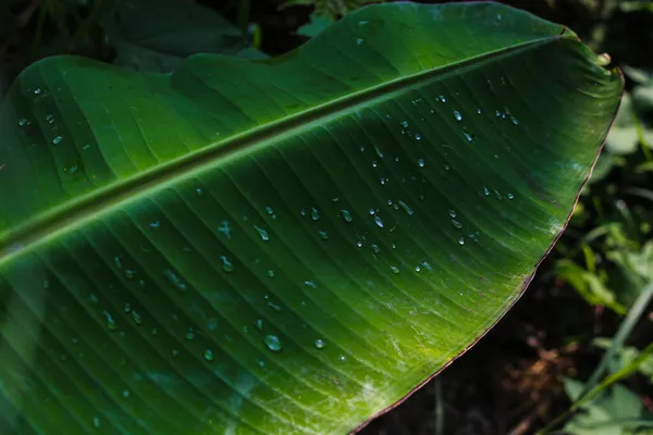 Tropisch Grüne Bananenblätter Garten Banane Hinterlässt Spuren — Stockfoto