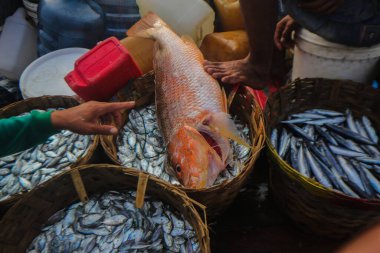 Endonezyalı geleneksel balıkçılar tarafından Endonezya, Sukabumi, Pelabuhanratu 'da yakalandı..