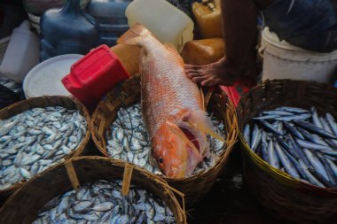Endonezyalı geleneksel balıkçılar tarafından Endonezya, Sukabumi, Pelabuhanratu 'da yakalandı..