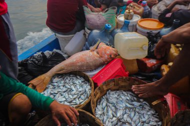 Endonezyalı geleneksel balıkçılar tarafından Endonezya, Sukabumi, Pelabuhanratu 'da yakalandı..