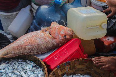 Endonezyalı geleneksel balıkçılar tarafından Endonezya, Sukabumi, Pelabuhanratu 'da yakalandı..
