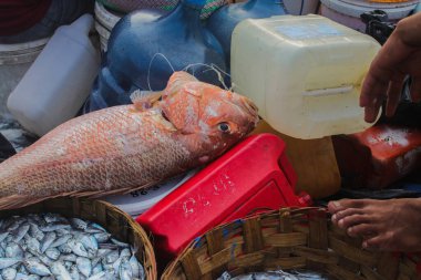Endonezyalı geleneksel balıkçılar tarafından Endonezya, Sukabumi, Pelabuhanratu 'da yakalandı..