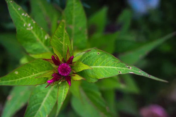 Квітка Тріщин Або Келосія Квітка Зеленим Листям Цвіте Саду Красиві — стокове фото