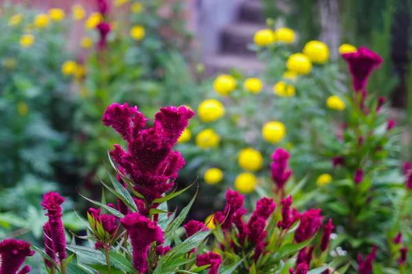 庭に咲く緑の葉を持つコックスコムの花やセロシアのクリスタータ 美しいマゼンタの花のストック画像 — ストック写真