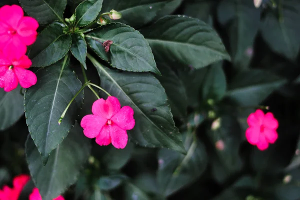 Enfoque Selectivo Flores Silvestres Rosadas Con Fondo Hojas Verdes Imágenes — Foto de Stock