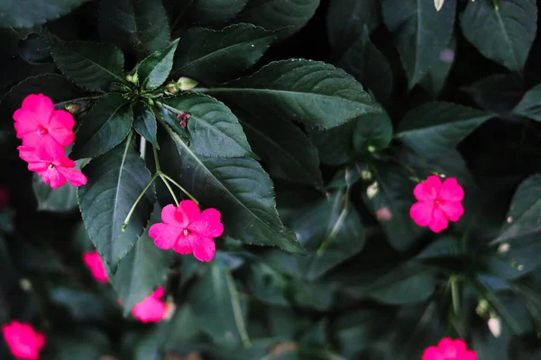 具有绿色叶背的粉红色野花的选择性焦点 野花种群图像 — 图库照片