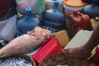 Endonezyalı geleneksel balıkçılar tarafından Endonezya 'nın Pelabuhanratu Sukabumi kentinde yakalandı..