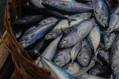 Endonezyalı geleneksel balıkçılar tarafından Endonezya, Sukabumi, Pelabuhanratu 'da yakalandı..