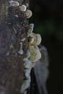 Ağaç gövdesinde büyüyen mantarları vurgulamak için yakınlaştırma etkisi.