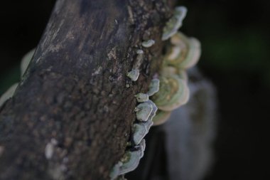 Ağaç gövdesinde büyüyen mantarları vurgulamak için yakınlaştırma etkisi.