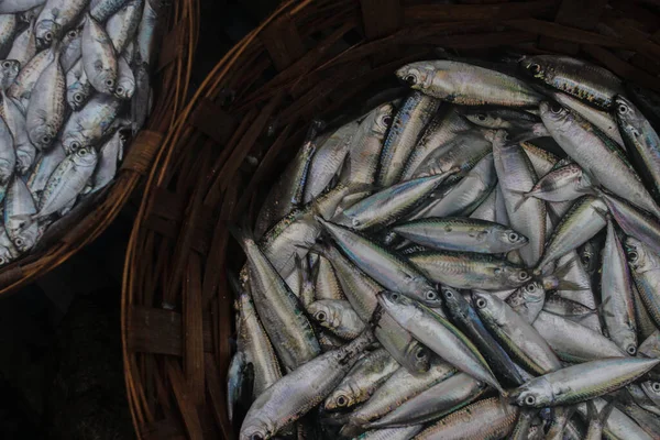 Indonéz Hagyományos Halászok Fogtak Egy Halom Friss Indiai Makrélát Rastrelliger — Stock Fotó