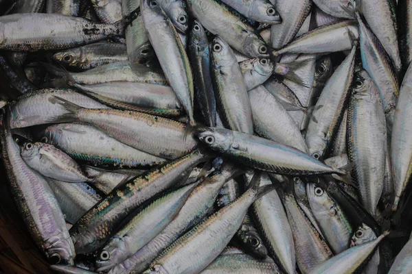 Indonéz Hagyományos Halászok Fogtak Egy Halom Friss Indiai Makrélát Rastrelliger — Stock Fotó