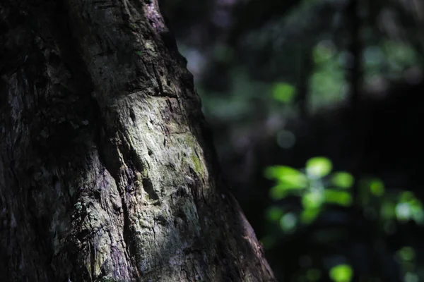 背景がぼやけた木の幹のクローズアップ — ストック写真